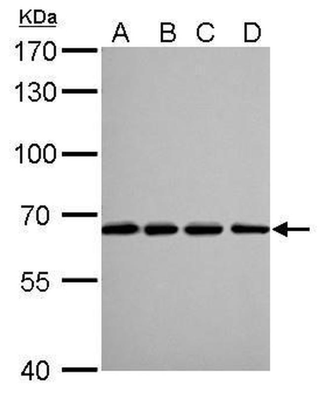 Lamin B2 Antibody in Western Blot (WB)