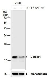 Cofilin Antibody