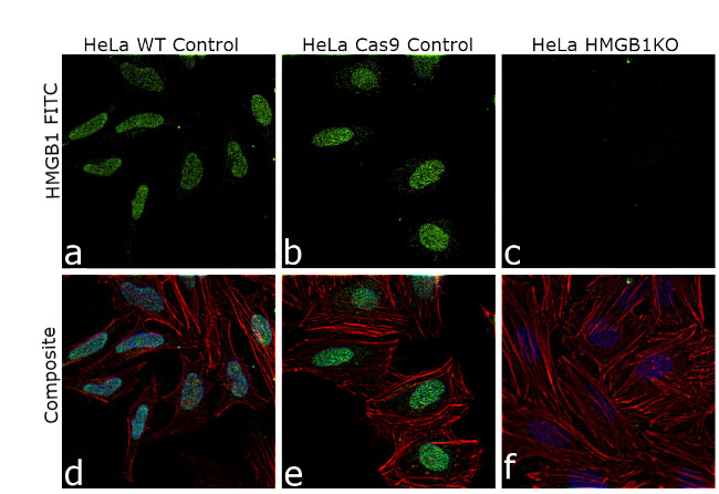 HMGB1 Antibody in Immunocytochemistry (ICC/IF)