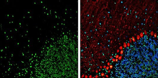 HMGB1 Antibody in Immunohistochemistry (Frozen) (IHC (F))