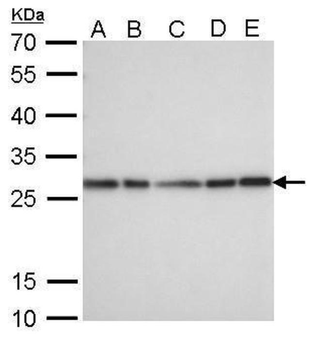 HMGB1 Antibody in Western Blot (WB)