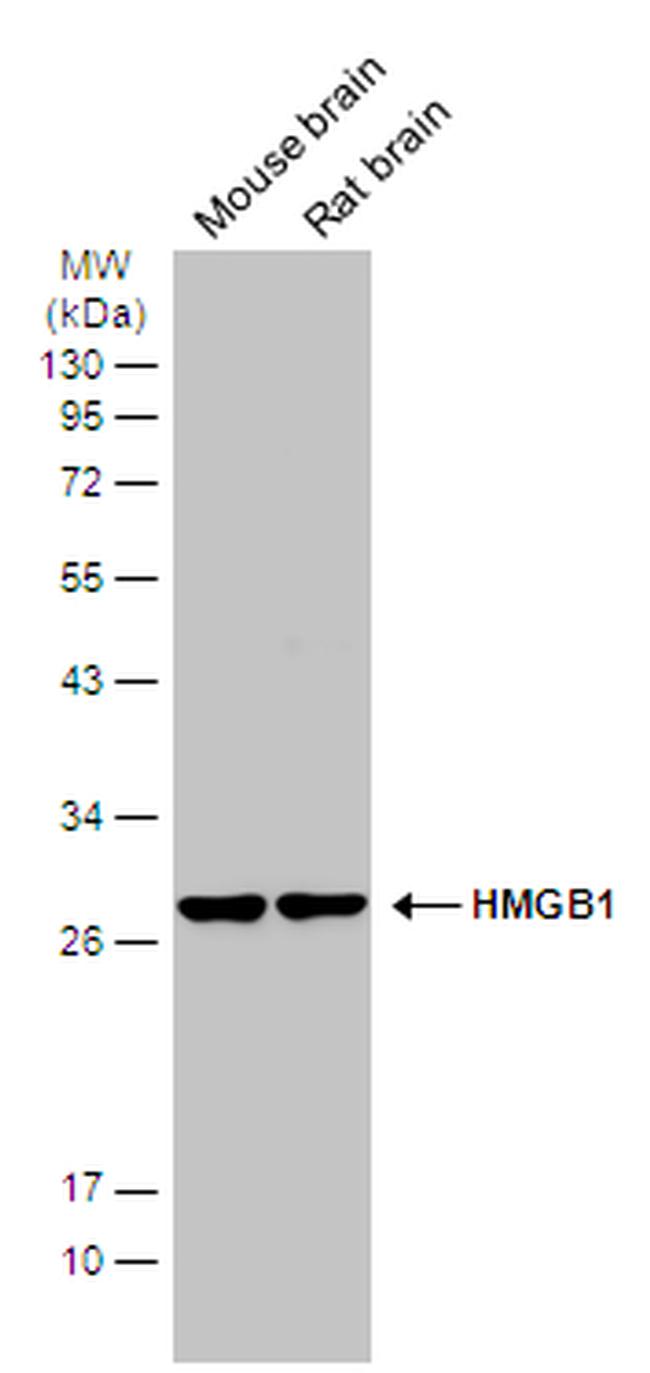 HMGB1 Antibody in Western Blot (WB)