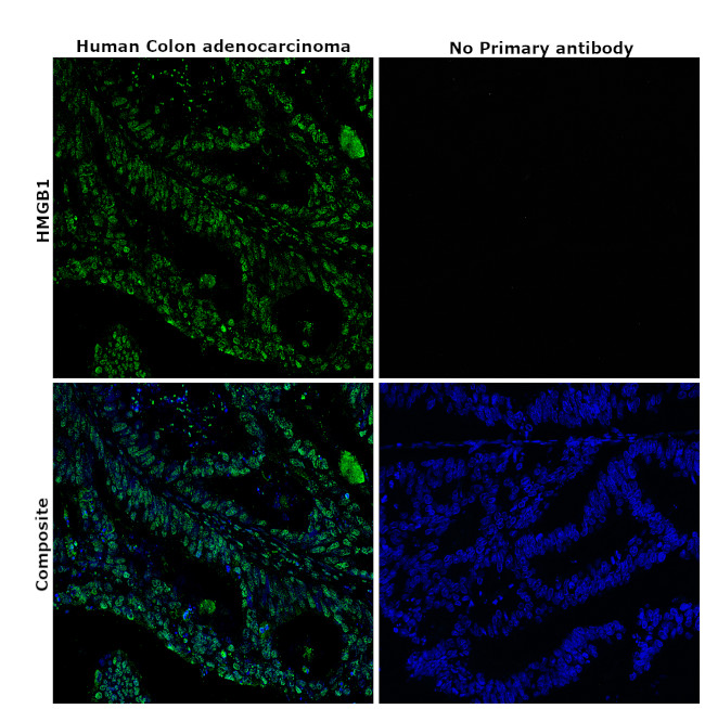 HMGB1 Antibody in Immunohistochemistry (Paraffin) (IHC (P))