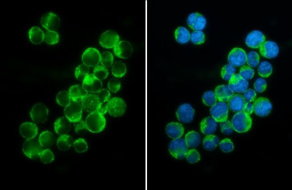 PEX19 Antibody in Immunocytochemistry (ICC/IF)