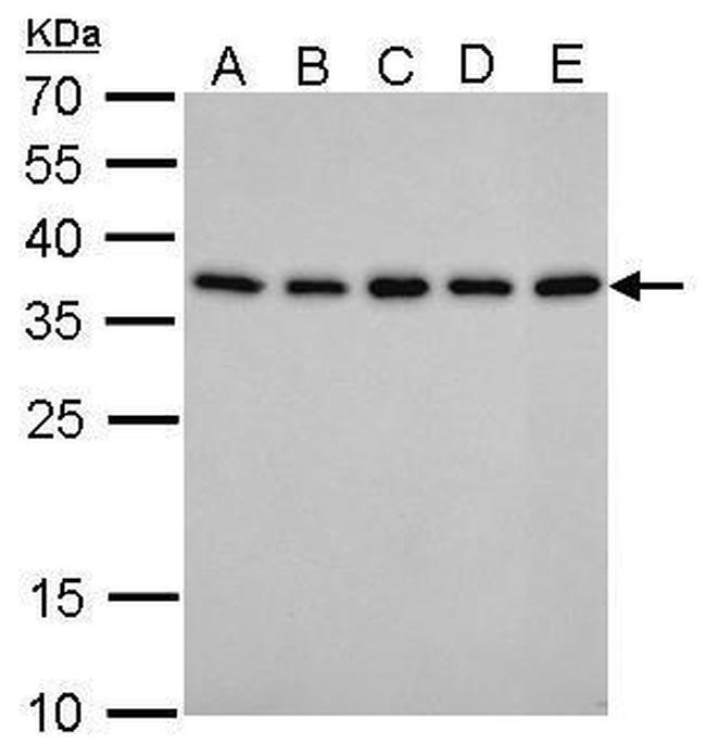 PEX19 Antibody in Western Blot (WB)