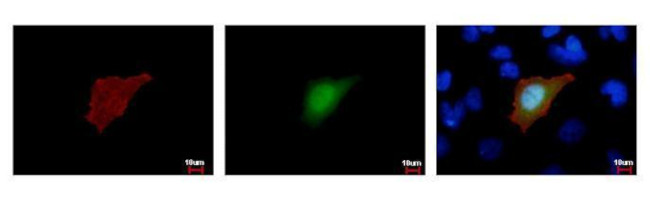 Strep Tag Antibody in Immunocytochemistry (ICC/IF)