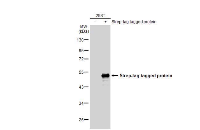 Strep Tag Antibody in Western Blot (WB)