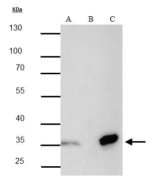 Strep Tag Antibody in Immunoprecipitation (IP)