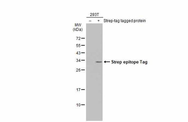 Strep Tag Antibody in Western Blot (WB)