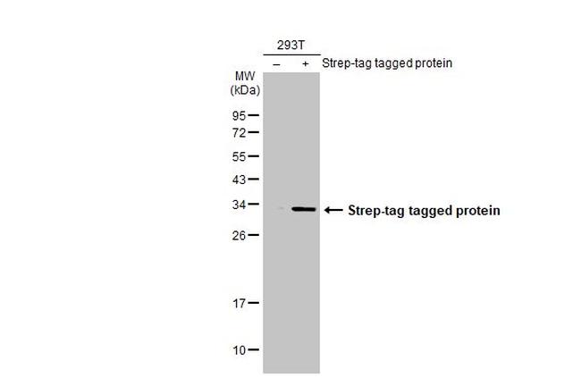 Strep Tag Antibody in Western Blot (WB)