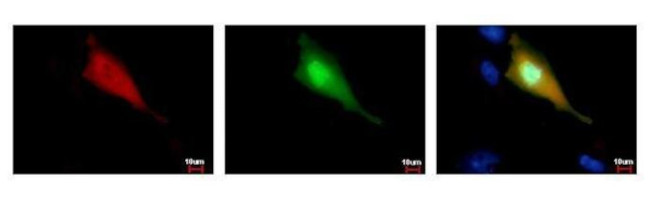 Strep Tag Antibody in Immunocytochemistry (ICC/IF)