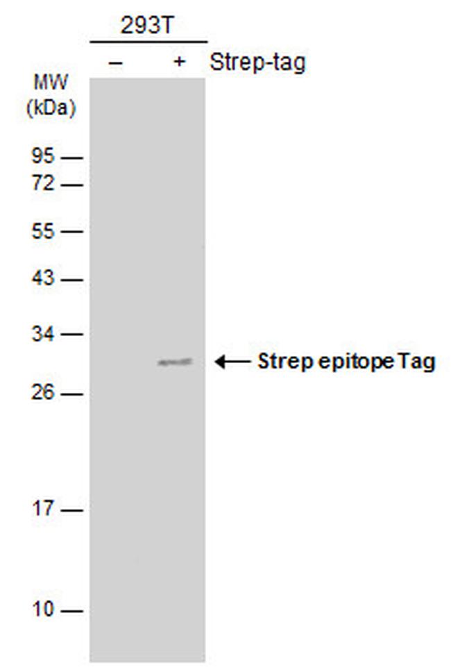 Strep Tag Antibody in Western Blot (WB)