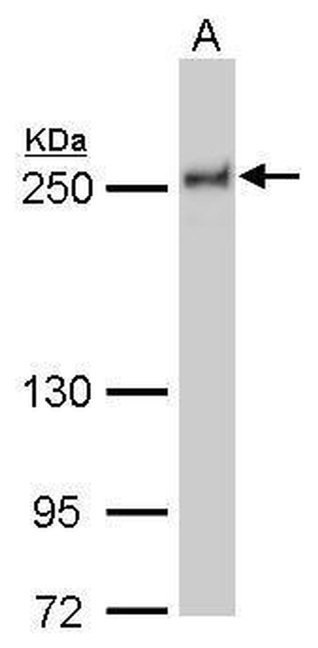 NuMA Antibody in Western Blot (WB)