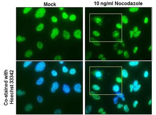 NuMA Antibody in Immunocytochemistry (ICC/IF)