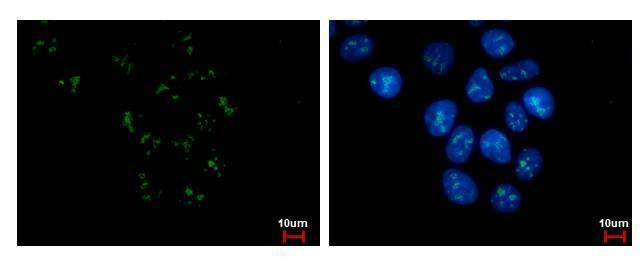 PAF49 Antibody in Immunocytochemistry (ICC/IF)