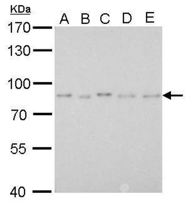 PAF49 Antibody in Western Blot (WB)