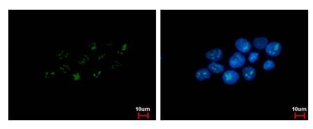 PAF49 Antibody in Immunocytochemistry (ICC/IF)