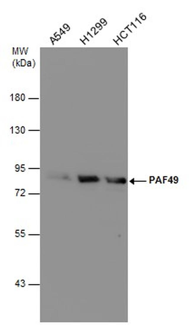 PAF49 Antibody in Western Blot (WB)