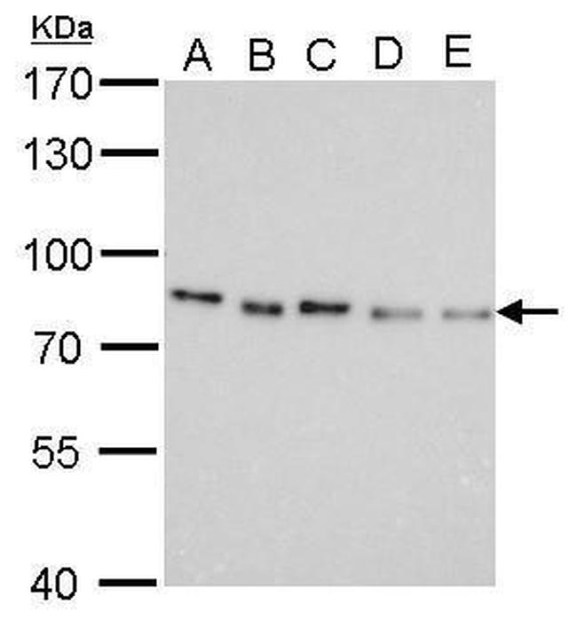 PAF49 Antibody in Western Blot (WB)