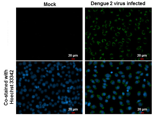 Dengue Virus Type 2 Envelope Antibody in Immunocytochemistry (ICC/IF)