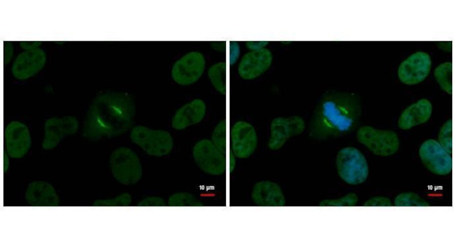 NuMA Antibody in Immunocytochemistry (ICC/IF)