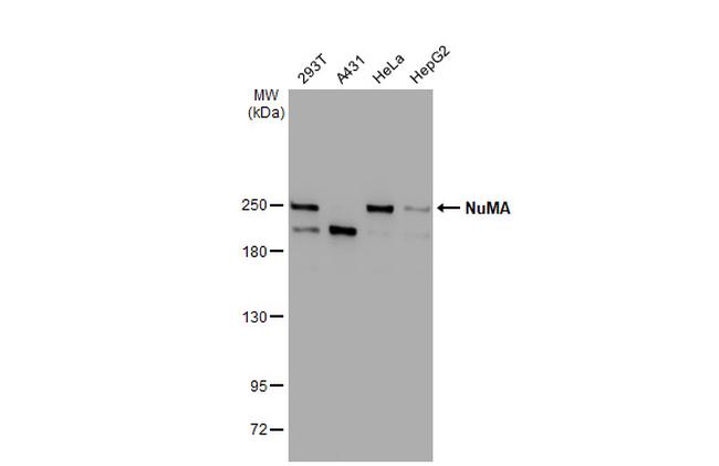 NuMA Antibody in Western Blot (WB)