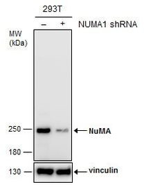 NuMA Antibody