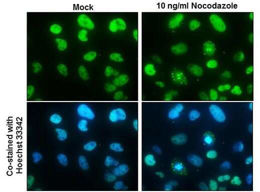 NuMA Antibody in Immunocytochemistry (ICC/IF)