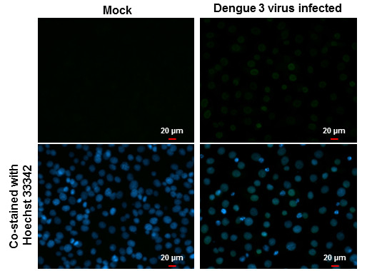 Dengue Virus Type 2 NS5 Antibody in Immunocytochemistry (ICC/IF)