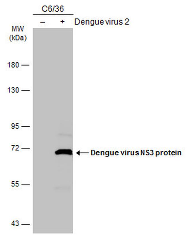 Dengue Virus Type 2 NS3 Antibody in Western Blot (WB)