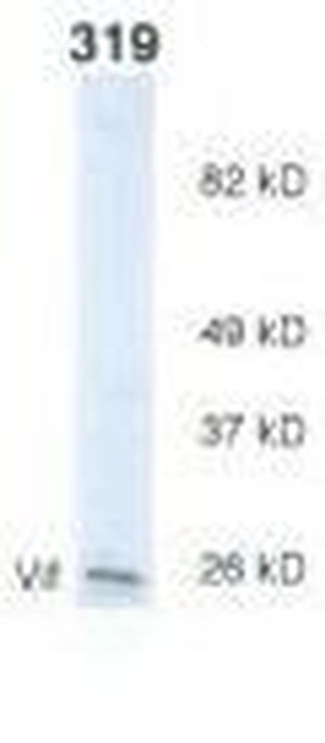 HIV1 Vif Antibody in Western Blot (WB)