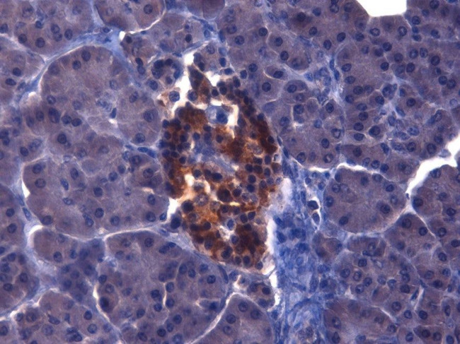 IGF1 Antibody in Immunohistochemistry (Paraffin) (IHC (P))