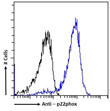 CYBA Antibody in Flow Cytometry (Flow)