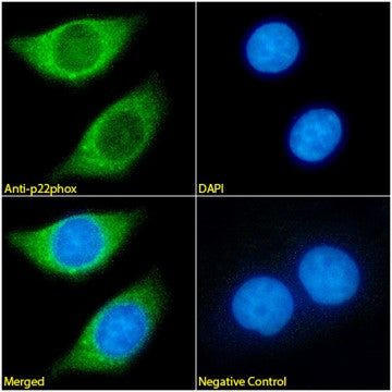 CYBA Antibody in Immunocytochemistry (ICC/IF)