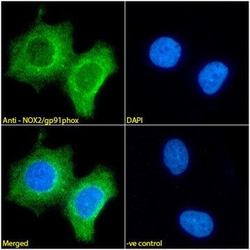 NOX2 Antibody in Immunocytochemistry (ICC/IF)