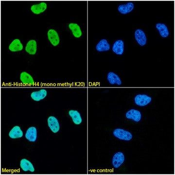 H4K20me1 Antibody in Immunocytochemistry (ICC/IF)