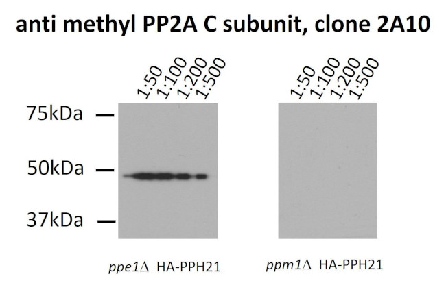 Methyl-PP2A alpha (Leu309) Antibody in Immunoprecipitation (IP)