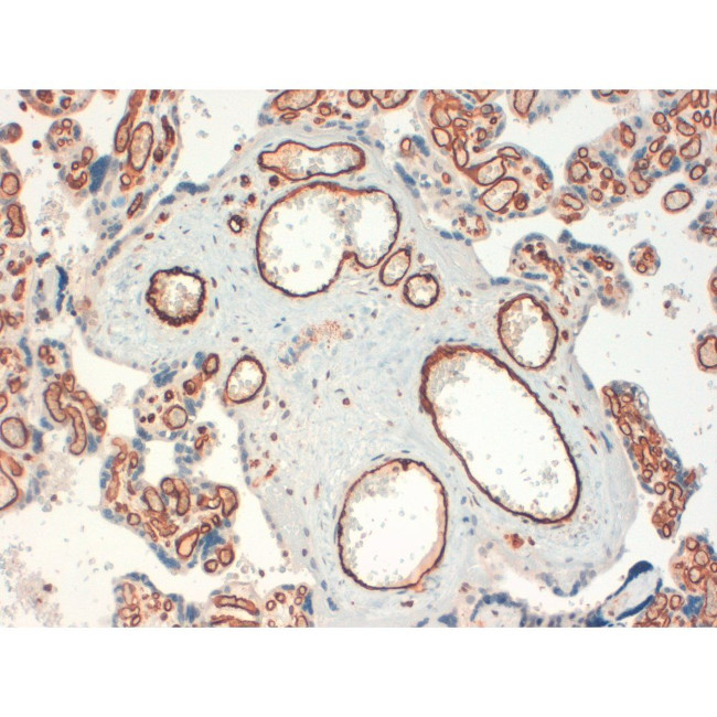 CD34 Antibody in Immunohistochemistry (Paraffin) (IHC (P))