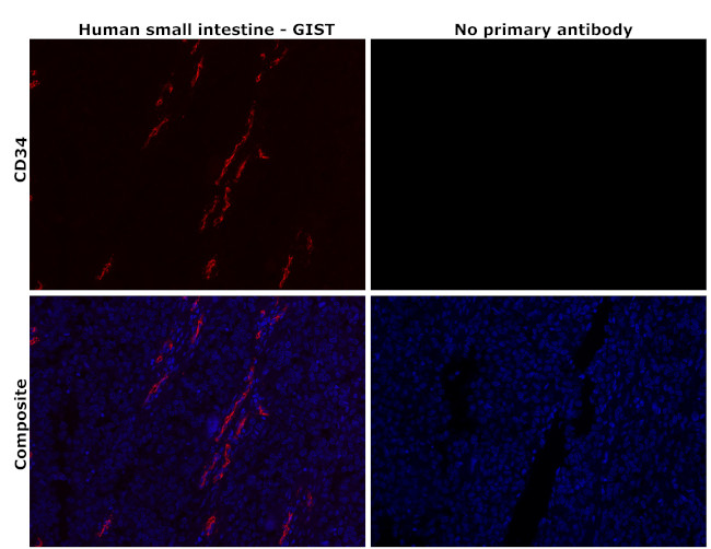 CD34 Antibody in Immunohistochemistry (Paraffin) (IHC (P))