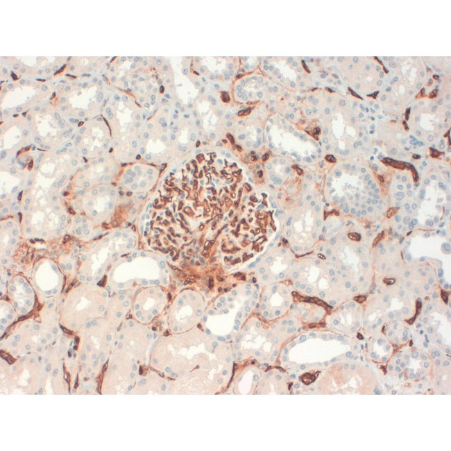 CD34 Antibody in Immunohistochemistry (Paraffin) (IHC (P))