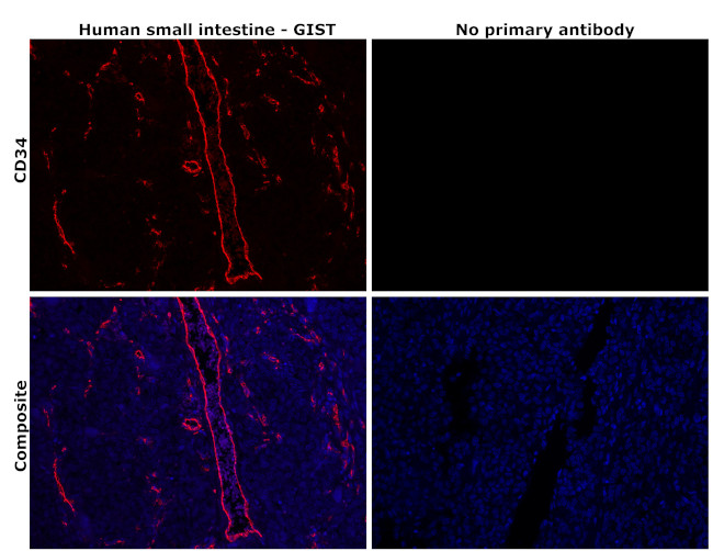 CD34 Antibody in Immunohistochemistry (Paraffin) (IHC (P))