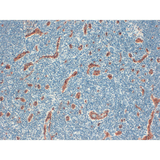 CD34 Antibody in Immunohistochemistry (Paraffin) (IHC (P))