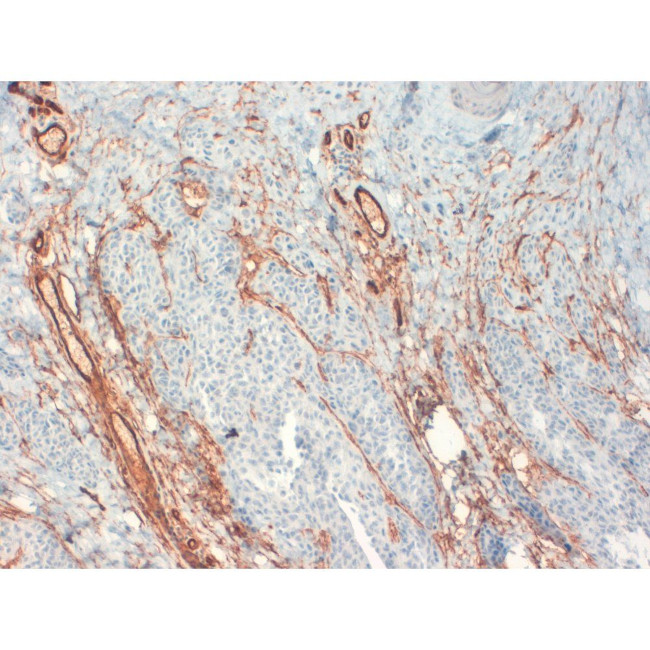 CD34 Antibody in Immunohistochemistry (Paraffin) (IHC (P))