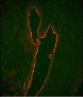 Lactoferrin Antibody in Immunohistochemistry (Paraffin) (IHC (P))