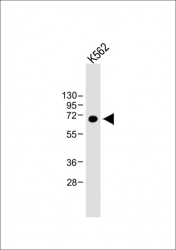 Lactoferrin Antibody in Western Blot (WB)