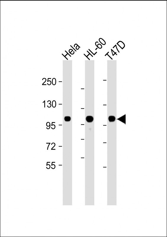 EZH2 Antibody in Western Blot (WB)