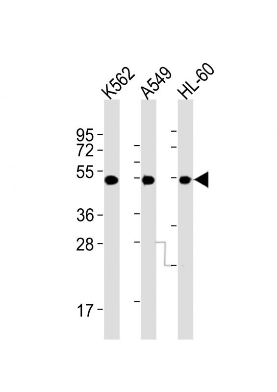 AVPR1A Antibody in Western Blot (WB)