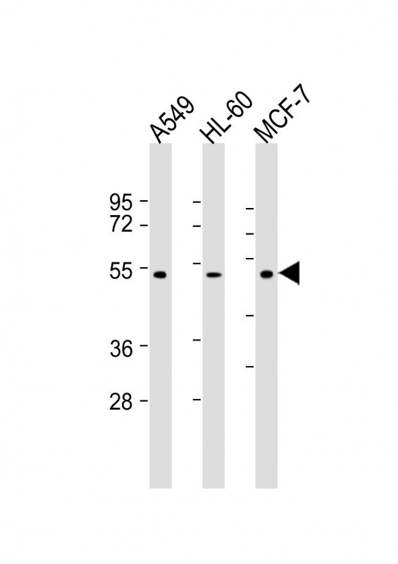 AVPR1A Antibody in Western Blot (WB)