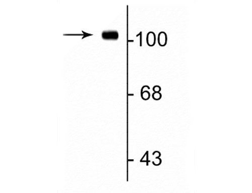 GluR1 Antibody in Western Blot (WB)