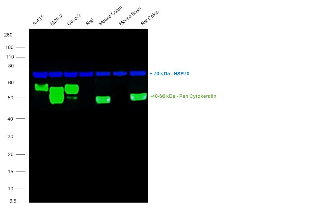 Cytokeratin Pan Antibody in Western Blot (WB)